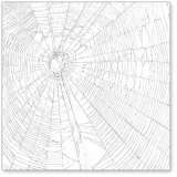 Silver Giant Spiderweb